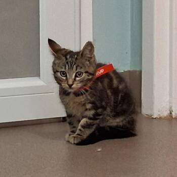 Brighton -  Domestic Short Hair Cat for Adoption in Middlebury, Vermont - Brighton | PetCurious