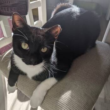 Rescue Domestic Short Hair and American Bobtail Cats for Adoption - Colby (bonded To Willie) | PetCurious