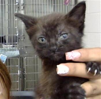 A186173 -  Domestic Short Hair Cat for Adoption in Pasadena, Texas - A186173 | PetCurious