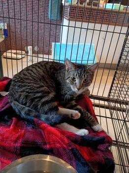 Hannah- Tabby -  Domestic Short Hair Cat for Adoption in Liberty, New York - Hannah- Tabby | PetCurious