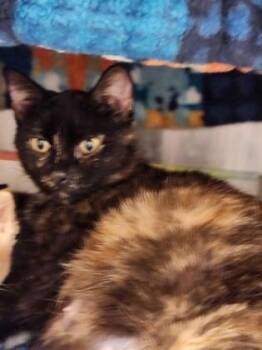 Domestic Short Hair Cats Available for Adoption in Westland, Michigan - Ellaria | PetCurious