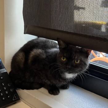 Pudge/Oliver -  Domestic Short Hair Cat for Adoption in Tampa, Florida - Pudge/Oliver | PetCurious