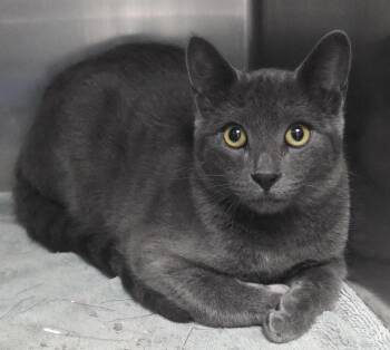 Rescue Domestic Short Hair Cats for Adoption in Mission Viejo, California - Freddie | PetCurious