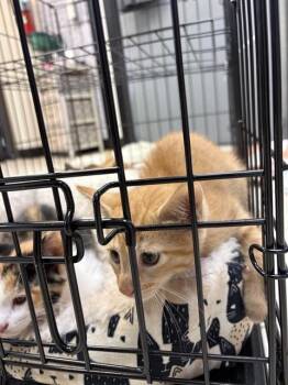 AJAX -  Domestic Medium Hair Cat for Adoption in Sugar Land, Texas - AJAX | PetCurious