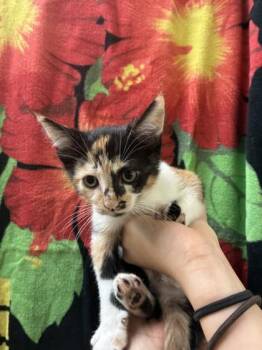 Domestic Short Hair Cats Available for Adoption - Angel | PetCurious