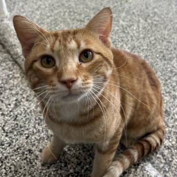 Cheddar -  Domestic Short Hair Cat for Adoption in St. Louis, Missouri - Cheddar | PetCurious