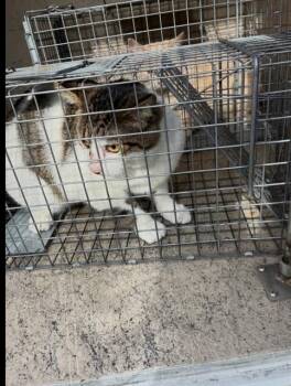 Domestic Short Hair Cats Available for Adoption in Louisville, Kentucky - MAN MAN | PetCurious