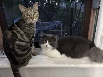 Fenrir & Poseidon -  Domestic Long Hair Cat for Adoption in Mayfield, New York - Fenrir & Poseidon | PetCurious