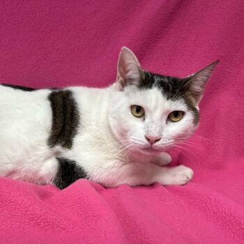 Rescue Domestic Short Hair Cats for Adoption in Valdosta, Georgia - Donald | PetCurious