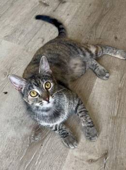 Flutter -  Tabby Cat for Adoption in Gulfport, Mississippi - Flutter | PetCurious