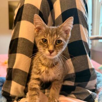Prosciutto -  Domestic Short Hair Cat for Adoption in Ephrata, Pennsylvania - Prosciutto | PetCurious