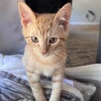 Ruffles -  Domestic Short Hair Cat for Adoption in Denver, Colorado - Ruffles | PetCurious