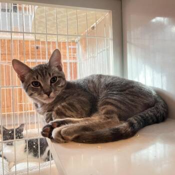 Jazzy Jeff -  Domestic Short Hair Cat for Adoption in Salisbury, Massachusetts - Jazzy Jeff | PetCurious