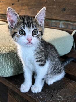 Possum-In Foster -  Domestic Short Hair Cat for Adoption in Rockwall, Texas - Possum-In Foster | PetCurious