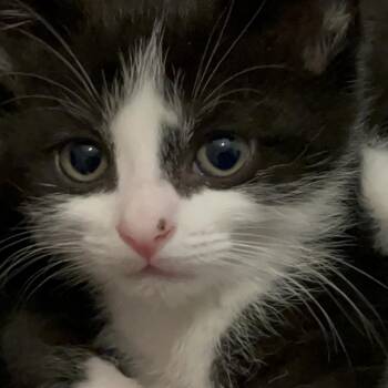 Domestic Short Hair Cats Available for Adoption in North Branford, Connecticut - 26-136 Chia | PetCurious