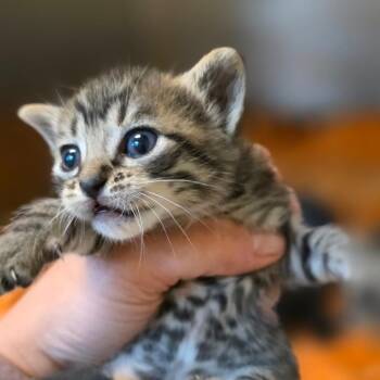 Luna -  Domestic Short Hair Cat for Adoption in Buellton, California - Luna | PetCurious