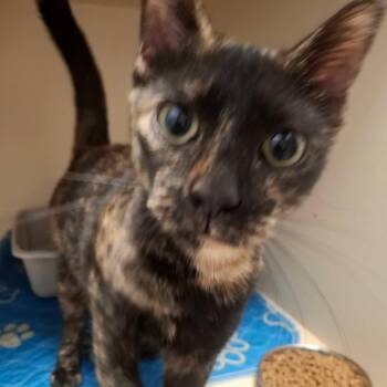 Joyce 1125 AVO -  Domestic Short Hair Cat for Adoption - Joyce 1125 AVO | PetCurious