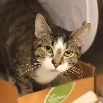 Tippy -  Domestic Short Hair Cat for Adoption in Belleville, Illinois - Tippy | PetCurious