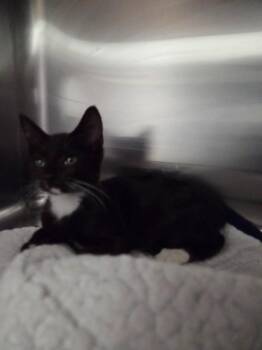 White Sox -  Domestic Short Hair Cat for Adoption in Athens, Tennessee - White Sox | PetCurious