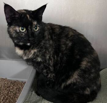 Rescue Domestic Short Hair Cats for Adoption in Bryan, Texas - Brindle | PetCurious
