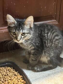 Smoky -  Maine Coon Cat for Adoption in Tampa, Florida - Smoky | PetCurious