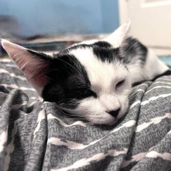 Donut -  Domestic Short Hair Cat for Adoption in Brownsboro, Alabama - Donut | PetCurious