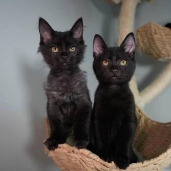 Pip -  Domestic Medium Hair Cat for Adoption in Port Richey, Florida - Pip | PetCurious