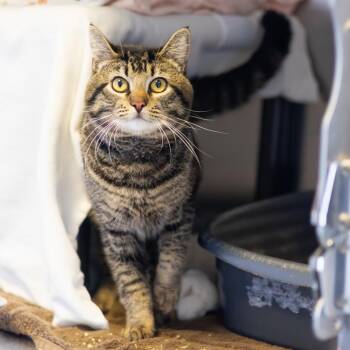 Domestic Short Hair Cats Available for Adoption in Wilmington, Delaware - Tanka Jahari | PetCurious