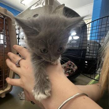 Sheeba -  Domestic Short Hair Cat for Adoption in Montgomery, Alabama - Sheeba | PetCurious