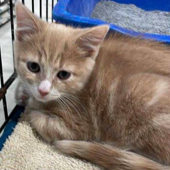 Domestic Short Hair Cats Available for Adoption - Sir Linden | PetCurious