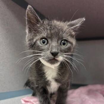 Marvel -  Domestic Medium Hair Cat for Adoption in Goleta, California - Marvel | PetCurious