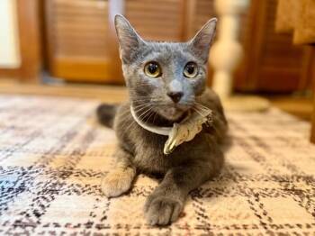 Dilute Tortoiseshell and Domestic Short Hair Cats Available for Adoption in Friendswood, Texas - Eleanor Von Whiskers | PetCurious