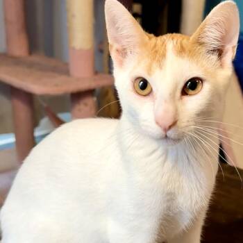 Taco -  Domestic Short Hair Cat for Adoption in Syracuse, New York - Taco | PetCurious