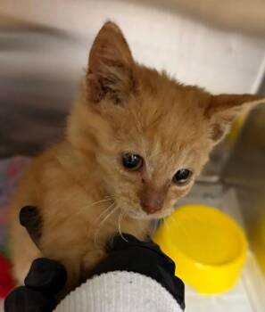 Bomb Pop -  Domestic Short Hair Cat for Adoption in Cincinnati, Ohio - Bomb Pop | PetCurious