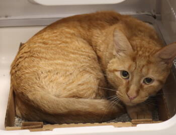 Rescue Domestic Short Hair Cats for Adoption in Houston, Texas - Marion | PetCurious