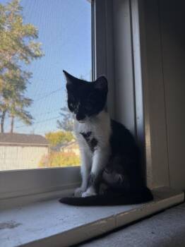 SUMMER -  Domestic Short Hair Cat for Adoption in Broomfield, Colorado - SUMMER | PetCurious
