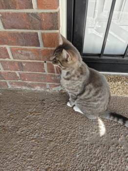 Domestic Short Hair Cats Available for Adoption in Memphis, Tennessee - Allen | PetCurious