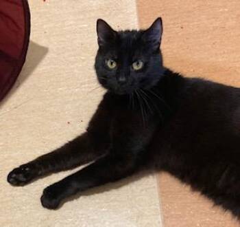 Midnight -  Domestic Short Hair Cat for Adoption in Cincinnati, Ohio - Midnight | PetCurious