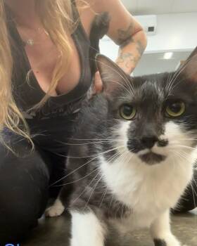 Domestic Short Hair Cats Available for Adoption - Chance | PetCurious