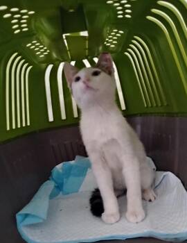 Samson -  Domestic Short Hair Cat for Adoption in Woodland, California - Samson | PetCurious