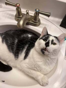 Tato and Hex -  Domestic Short Hair Cat for Adoption in Rochester, New Hampshire - Tato And Hex | PetCurious