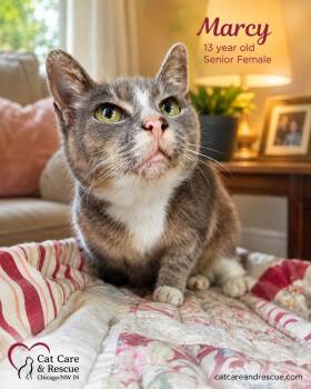 Barbara Bonded Pair with Marcy -  Domestic Short Hair Cat for Adoption in Chicago, Illinois - Barbara Bonded Pair With Marcy | PetCurious