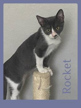 ROCKET -  Tabby Cat for Adoption in Lawton, Oklahoma - ROCKET | PetCurious