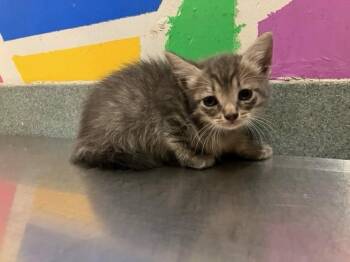 Domestic Short Hair Cats Available for Adoption in Baytown, Texas - THALISSA | PetCurious