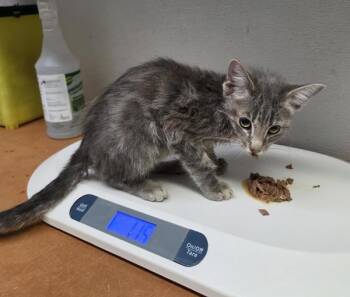 Bake -  Domestic Short Hair Cat for Adoption in Winnipeg, Manitoba - Bake | PetCurious