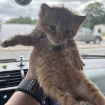 Rescue Domestic Short Hair Cats for Adoption in Vineland, New Jersey - Lavagirl (In Foster) | PetCurious