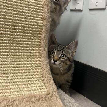 Chicory -  Domestic Short Hair Cat for Adoption in Abbotsford, British Columbia - Chicory | PetCurious