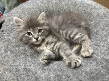 Cairo -  Domestic Medium Hair Cat for Adoption in Oak Bluffs, Massachusetts - Cairo | PetCurious