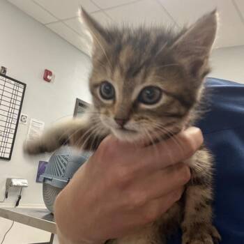 Whimsy -  Domestic Short Hair Cat for Adoption in Durango, Colorado - Whimsy | PetCurious