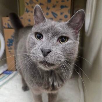 Domestic Short Hair Cats Available for Adoption in West Olive, Michigan - Stinky | PetCurious